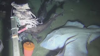 A look at life at the bottom of the Atlantic Ocean [upl. by Farver]