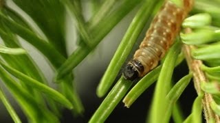 Research on the Spruce Budworm [upl. by Faunie]