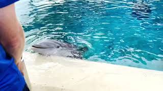 Behind the Scenes Dolphin Encounter at Sea World San Antonio [upl. by Mossolb]