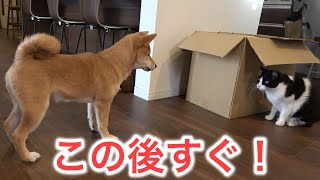 犬と猫の喧嘩はどっちが強い？柴犬の子犬勘助vs猫軍団 [upl. by Khalil]