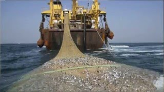 Overfishing and The Tragedy of the Commons [upl. by Okomom]