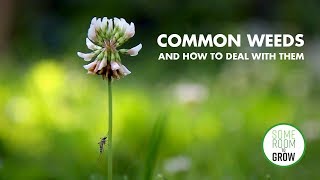 Common Weeds and How to Deal With Them [upl. by Atnahs4]