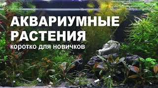 Аквариумные растения как выбрать посадить ухаживать [upl. by Earissed]