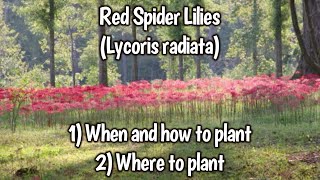 Red Spider Lily Basics [upl. by Samara]