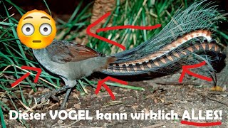 DIESER VOGEL KANN ALLE GERÄUSCHE DER WELT NACHMACHEN Leierschwanz [upl. by Tedric]