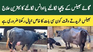 Prolapse treatment for buffaloes  bhains ka peecha Nikalny ka ilaj [upl. by Ahsap]