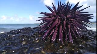 Oursin de mer vivant  Sea urchin alive [upl. by Gilletta]