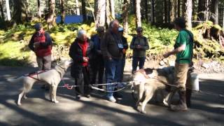 Sled Dog Discovery amp Mushers Camp  Juneau Alaska [upl. by Kauslick]