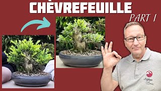 CHÈVREFEUILLE SHOHÏN  EXEMPLE DE PROJET  Épisode I  🌱 NEJIKAN BONSAI 🌱 [upl. by Alyssa]