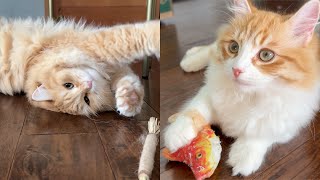 Kitten Rolls around for Silvervine  Siberian Cats [upl. by Salahcin]