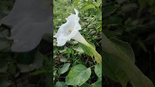 jimson weed thorn apple moon flowernature moon white [upl. by Aikaj803]