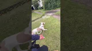 BeforeAfter reactivedog staff puppy walking training [upl. by Epstein]