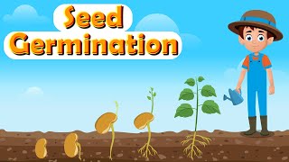 What Is Seed Germination  How Do Seeds Grow into Plants  Process and Stages of Seed Germination [upl. by Ycnalc459]