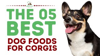 The Best Dog Foods for Corgis [upl. by Iaoh]