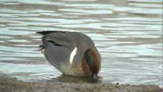 Green Winged Teal [upl. by Aneehsyt393]