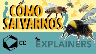 ¿Cómo salvar a las abejas  EXPLAINERS [upl. by Pitts]