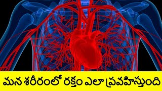 Human Blood Circulatory System in Telugu  Inside Human Body  Telugu Badi [upl. by Alric]