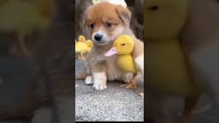 Cute puppy cute duck love doglover india ytshort viralvideo tom [upl. by Asilegna919]