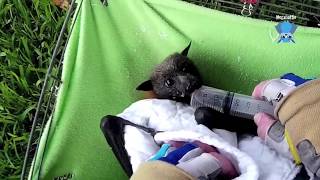 Rescuing a flyingfox trapped in netting this is Mora [upl. by Erlina]