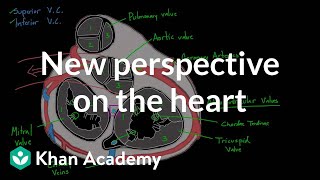 New perspective on the heart  Circulatory system physiology  NCLEXRN  Khan Academy [upl. by Eelsel]