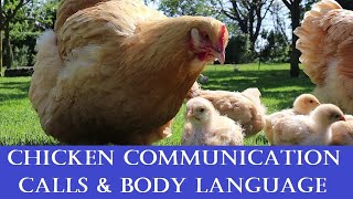 Chicken Communication Calls Body Language amp what they mean [upl. by Latrell]