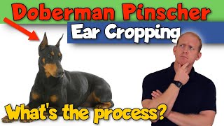 Doberman Pinscher Ear Cropping Whats it Like [upl. by Jacie]