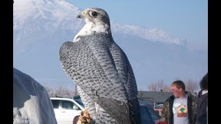 Falconry Introduction to Gyr X Peregrine hybrids [upl. by Jb]