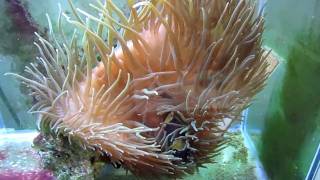 How to get your Clownfish to host an Anemone [upl. by Yrelle956]