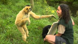 Conservation Connection White Cheeked Gibbon [upl. by Jonina]