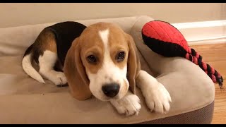 Cute beagle puppy 5 months to 5 years [upl. by Nicoline]