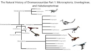 Unenlagiids and Basal Dromaeosaurs  The Natural History of Life [upl. by Zul]