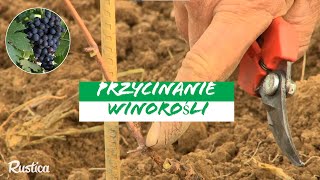 🌱 Jak przycinać winorośl w pierwszym roku 🍇 Porady eksperta [upl. by Verge]