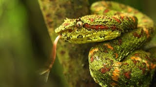 Eyelash pit viper Bothriechis schlegelii Christmas tree morph [upl. by Ilyssa]