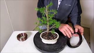 Making a Boxwood Bonsai [upl. by Notxam]