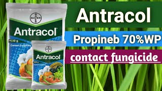 antracol fungicide  bayer antracol fungicide  Propineb 70wp  propineb70wp fungicidempfarming47 [upl. by Doty255]