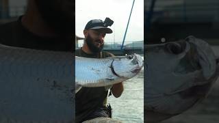 Megalops Atlanticus Atlantic Tarpon Fishing tarpon bridgefishing fishing [upl. by Finstad863]