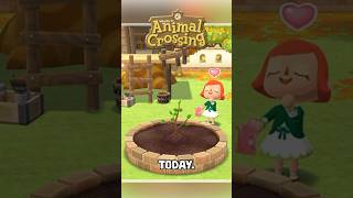 New TREE Released TODAY in ANIMAL CROSSING shorts animalcrossing acnh [upl. by Gayel]