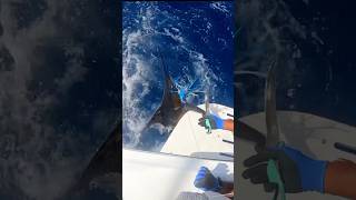 Lots of small marlin off Bahamas [upl. by Hamimej]