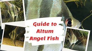 Guide to Altum Angel Fish Pterophyllum altum [upl. by Moina532]