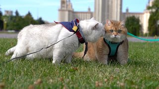 Hosico and Apollo [upl. by Rafe516]