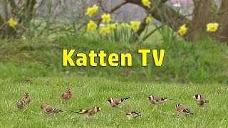 Katten TV  Videos voor katten om vogels te kijken [upl. by Stroud]