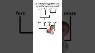 Phylogenetics [upl. by Laith946]