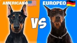 Doberman Americano Vs Doberman Europeo [upl. by Okiram12]