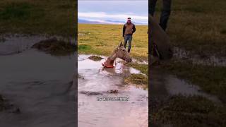 This horse falls into a deep hole and we rescue him sorts sort sortvideo [upl. by Oraneg]