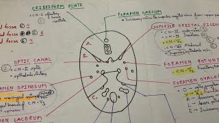 All Important Points About Skull Foramen  INICET NEET PG FMGE  Dr Pawan nagar [upl. by Domenech280]