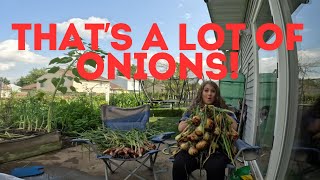 The BIGGEST Onions I Have EVER Harvested [upl. by Yoj]