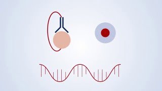 QuantiNova in action  ultraspecific onestep RTPCR explained [upl. by Nauqahs]