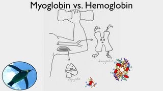 Getting Oxygen Myoglobin vs Hemoglobin [upl. by Acinod982]