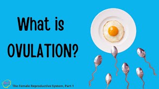 What is Ovulation 📆 The Female Reproductive System Animation Explained 13 [upl. by Iretak]