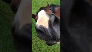 Lequel tu es  cavalier horse cheval equestrian humour [upl. by Yssim566]